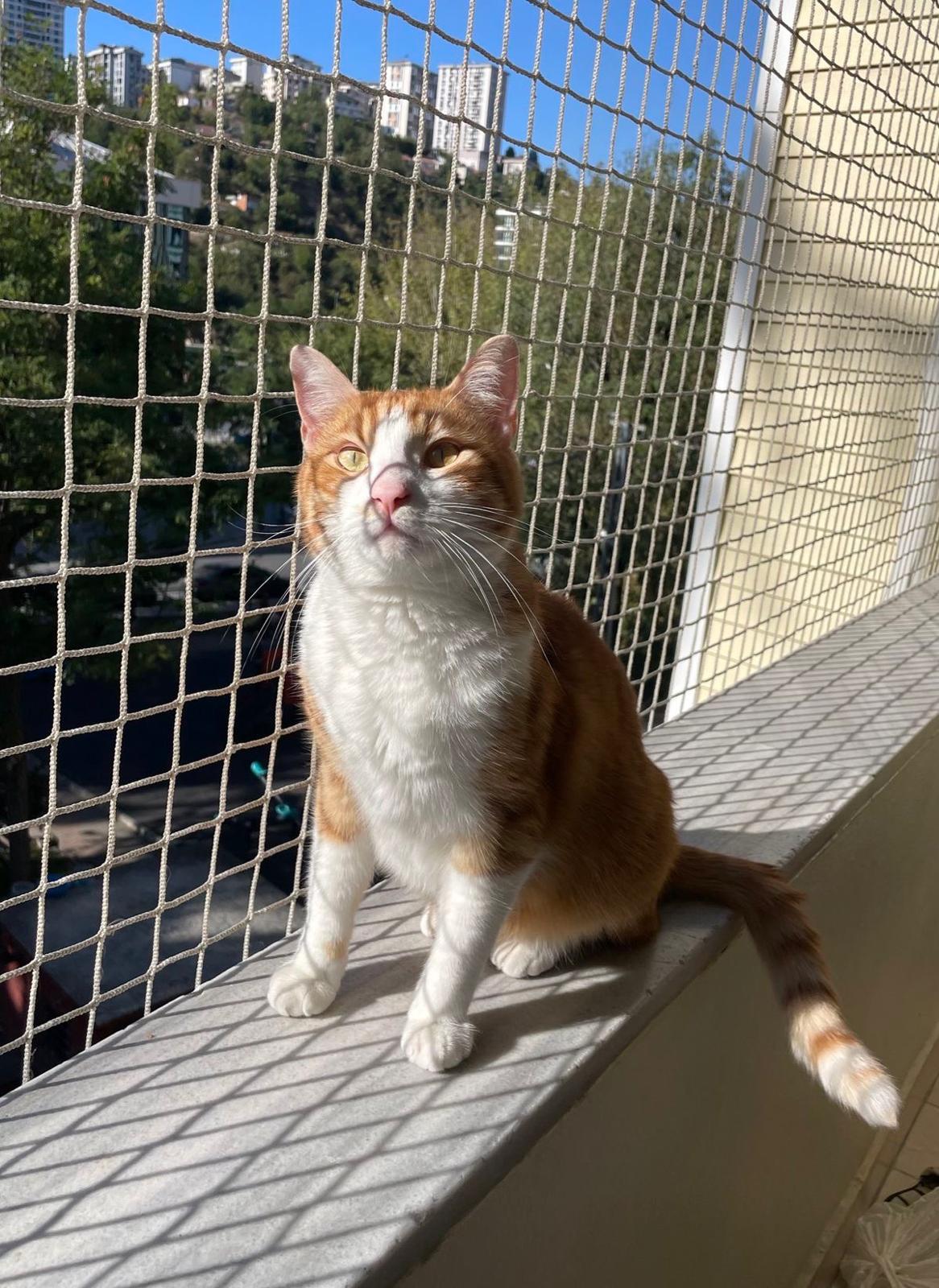 Kedi Güvenlik Filesi